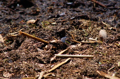 Celastrina echo gozora