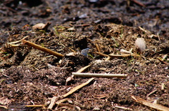 Celastrina echo gozora