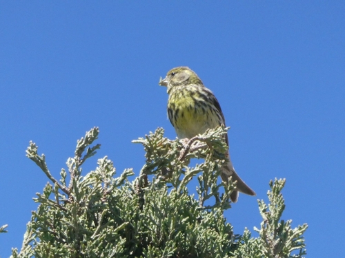 Avistamiento Serinus serinus