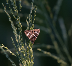 Grammodes pulcherrima