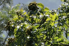 Sapindus trifoliatus, photograph (c) Dinesh Valke, some rights reserved (CC BY-SA)