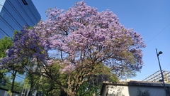 Jacaranda mimosifolia