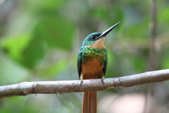 Galbula ruficauda