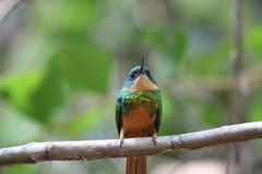 Galbula ruficauda
