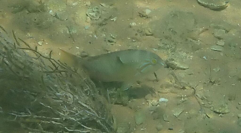 Bluespotted tuskfish (Choerodon cauteroma) — Labridae
