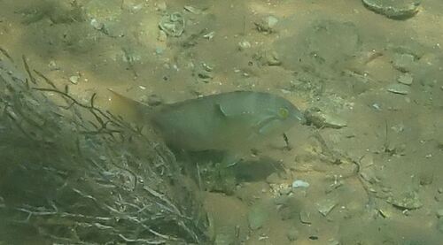 Bluespotted tuskfish (Choerodon cauteroma) — Labridae