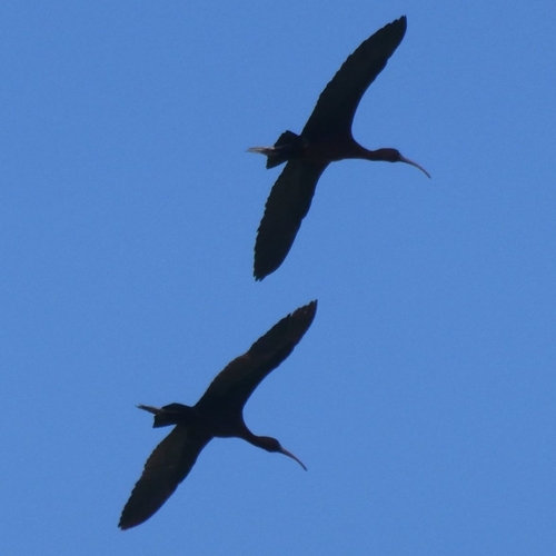 Avistamiento Morito común (Marismas Odiel)