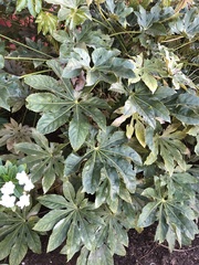 Fatsia