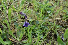 Viola adunca adunca