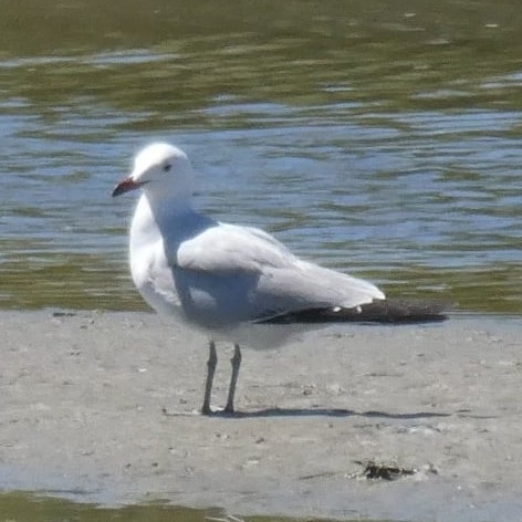 Avistamiento Gaviota de Audouin