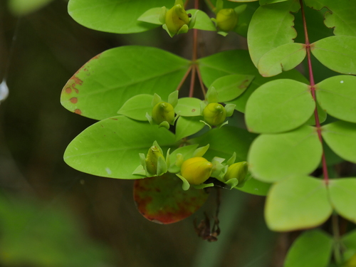 Hypericum formosanum observed 2026-04-18