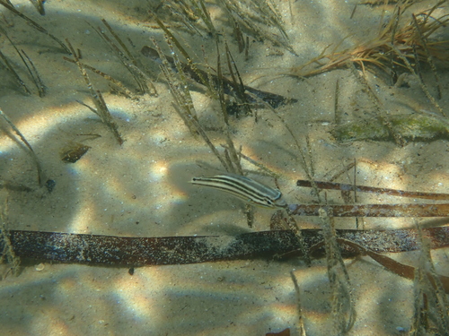 Maori seaperch (Scaevius milii) — Nemipteridae