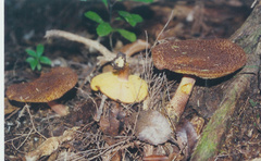 Tricholomopsis scabra