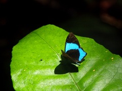 Mesosemia gaudiolum