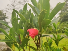 Camellia azalea