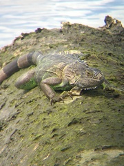 Iguana iguana