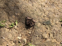 Euclidia ardita