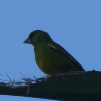Avistamiento Chloris chloris