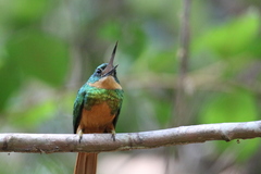 Galbula ruficauda