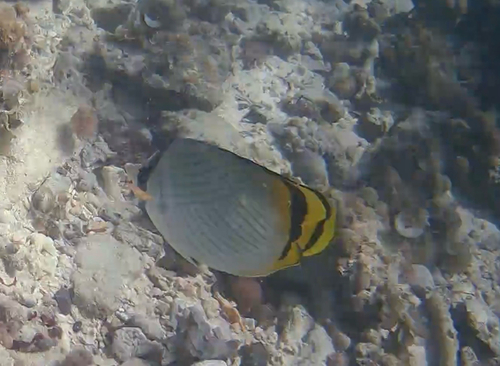 Chaetodon vagabundus