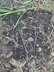 Oxychilus