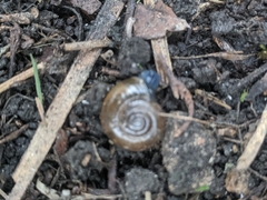 Oxychilus