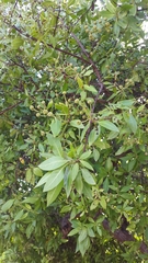 Conocarpus