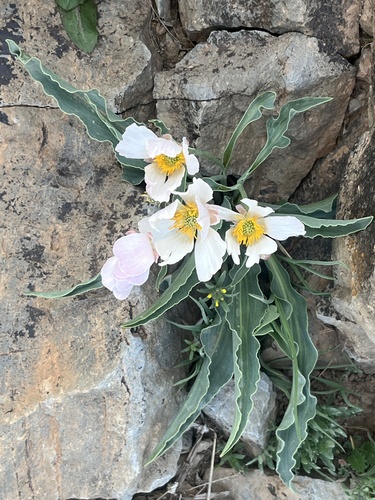Ranunculus calandrinioides