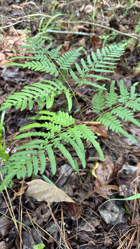 common bracken