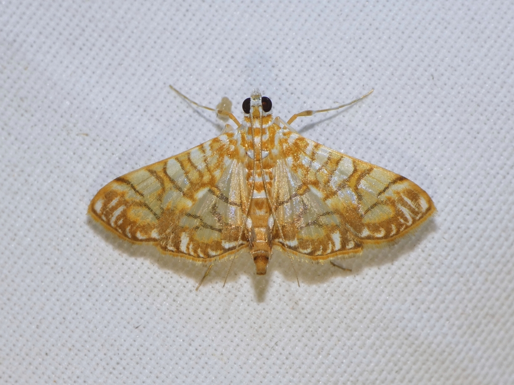 Variegated Pearl