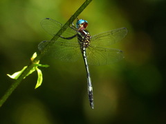 Brechmorhoga nubecula