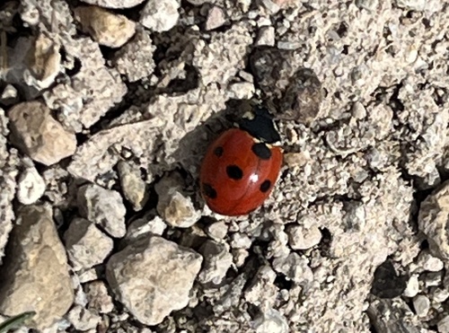 Algerian Seven-spotted Lady Beetle