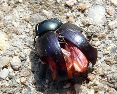 Chrysolina chalcites