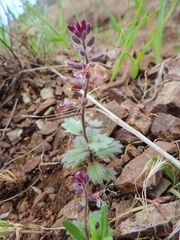 Streptanthus hispidus