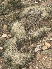 Muhlenbergia torreyi