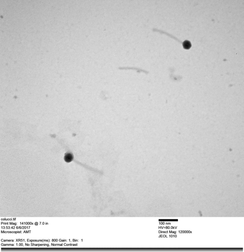 Arthrobacter