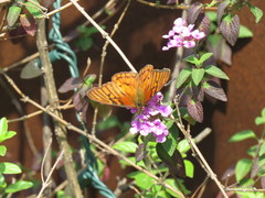 Dione glycera