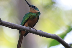 Galbula ruficauda