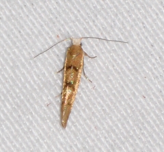 Argyresthia alternatella