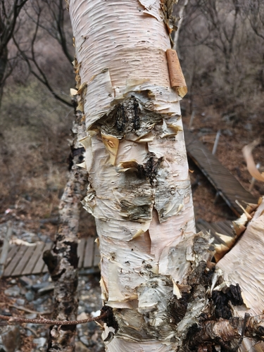 Betula costata iNat (1)