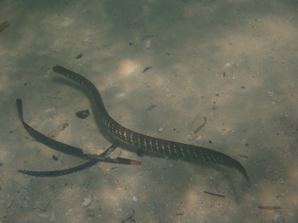 Shark Bay Seasnake
