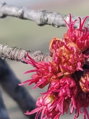 Acer rubrum