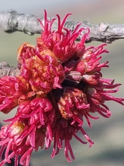 Acer rubrum