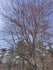 Acer rubrum