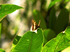 Adelpha leuceria