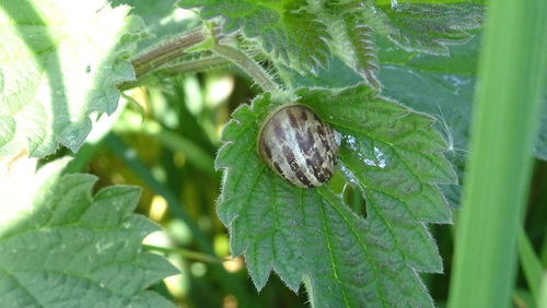 Cornu aspersum