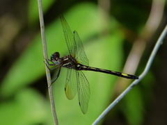 Brechmorhoga praecox