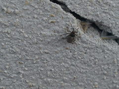 Ceutorhynchus pallidactylus