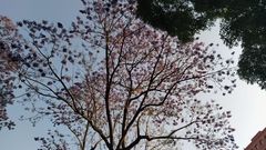 Jacaranda mimosifolia