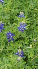 Lupinus texensis